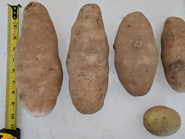 idaho potatoe